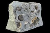 Ammonite Fossil Cluster - Somerset, England #86273-2